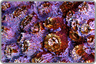 Starburst of Color Chalice. Fiji Collected
